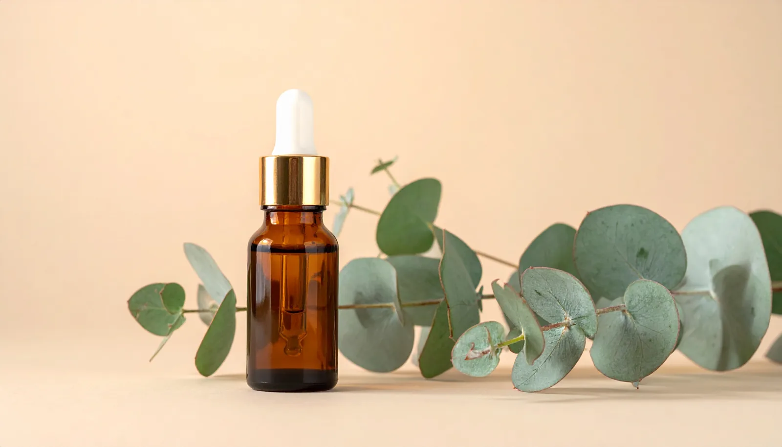 6. Eucalyptus radié